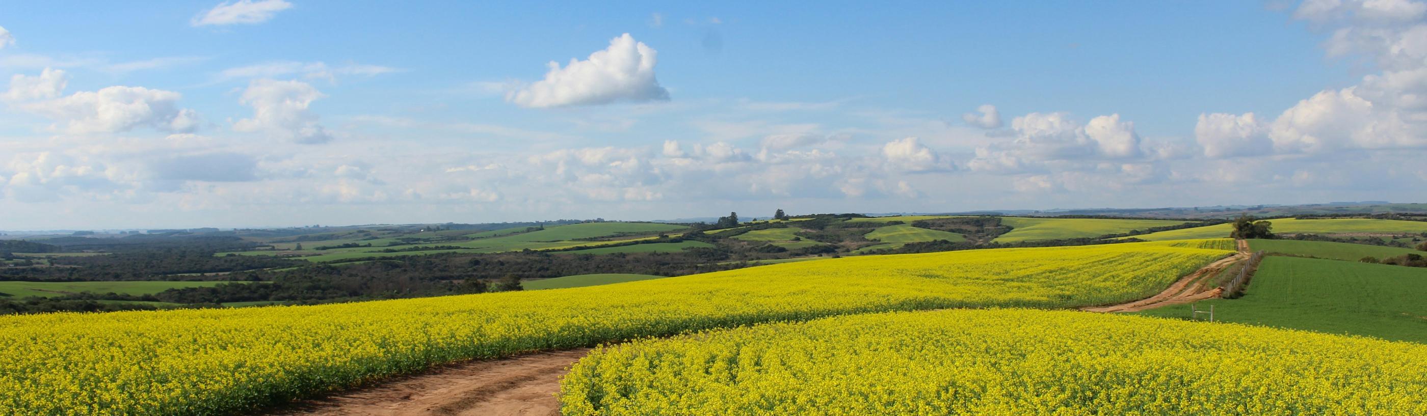 Man sieht ein Feld, in der Mitte ist ein Weg