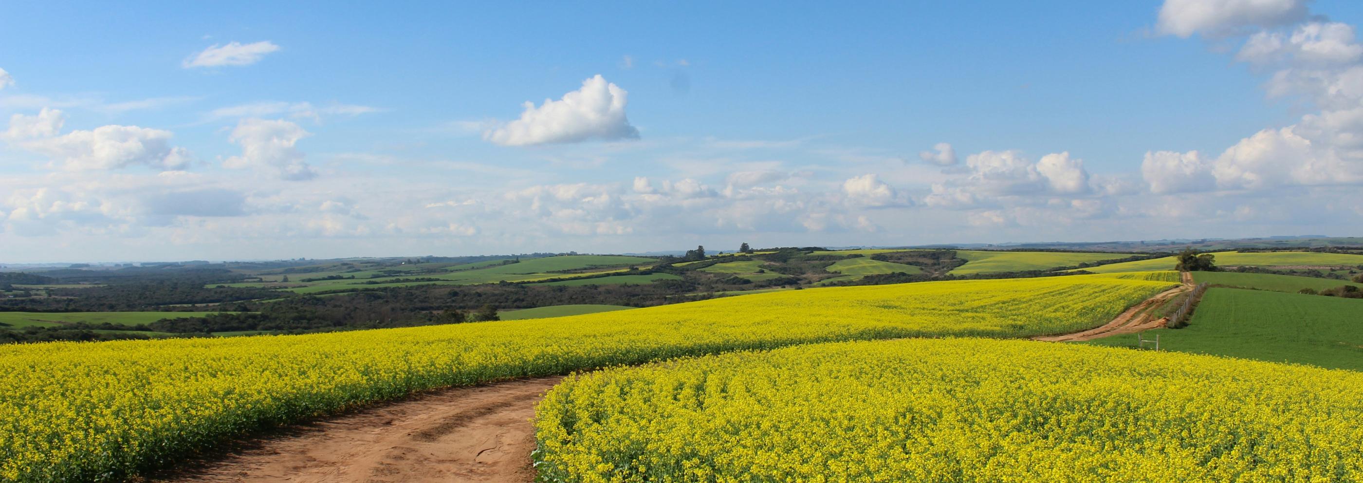 Man sieht ein Feld, in der Mitte ist ein Weg
